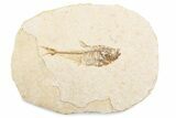 Fossil Fish (Diplomystus) Mortality Plate - Wyoming #375413-1